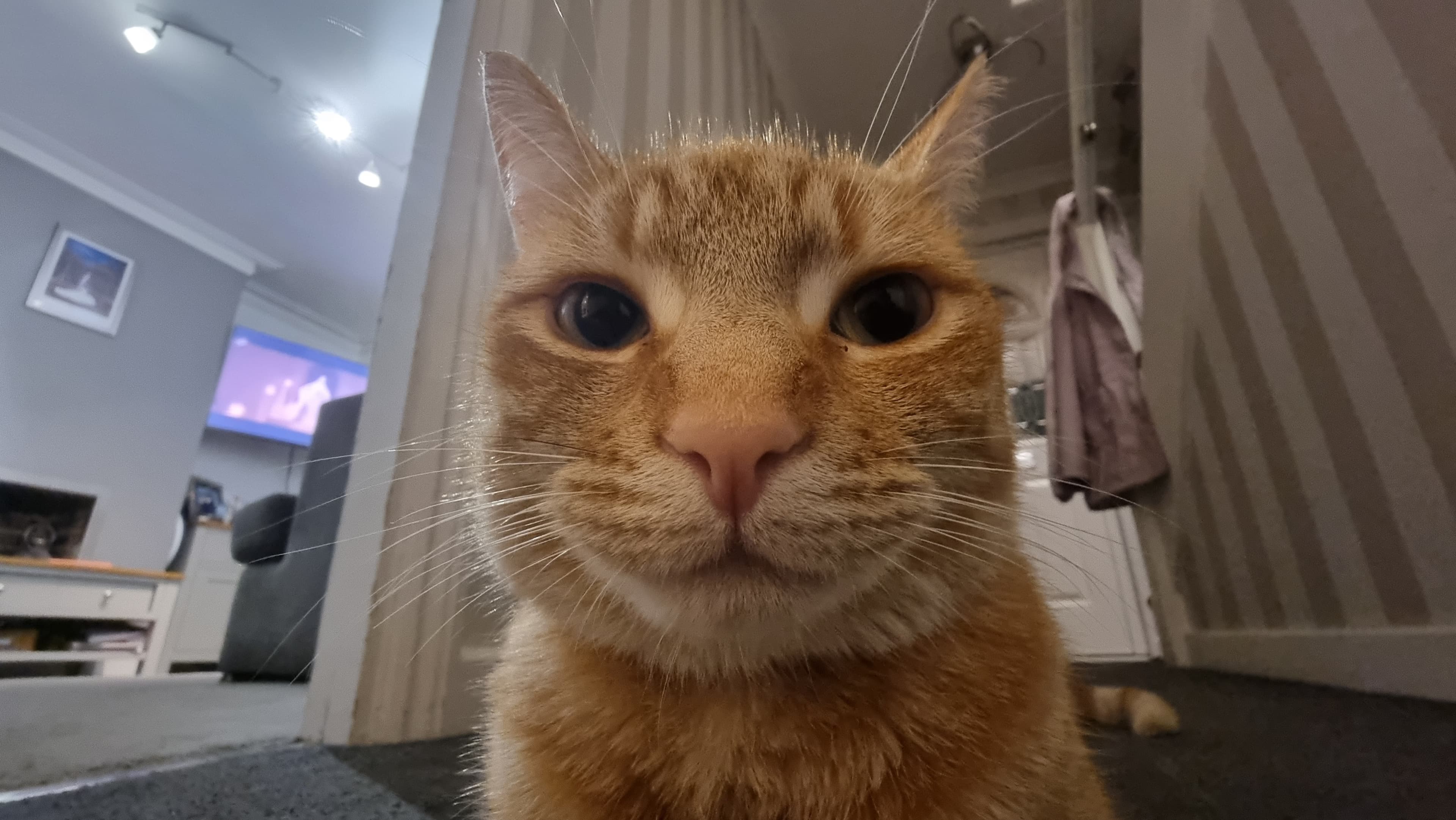 Milo, Estopia Engineering's unofficial mascot, looking straight into the camera